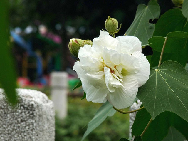 芙蓉花小知识