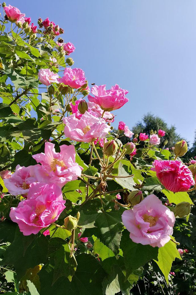 芙蓉花小知识