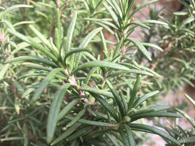 如何让迷迭香从小苗长成小树及枝繁叶茂又芳香的种植技巧