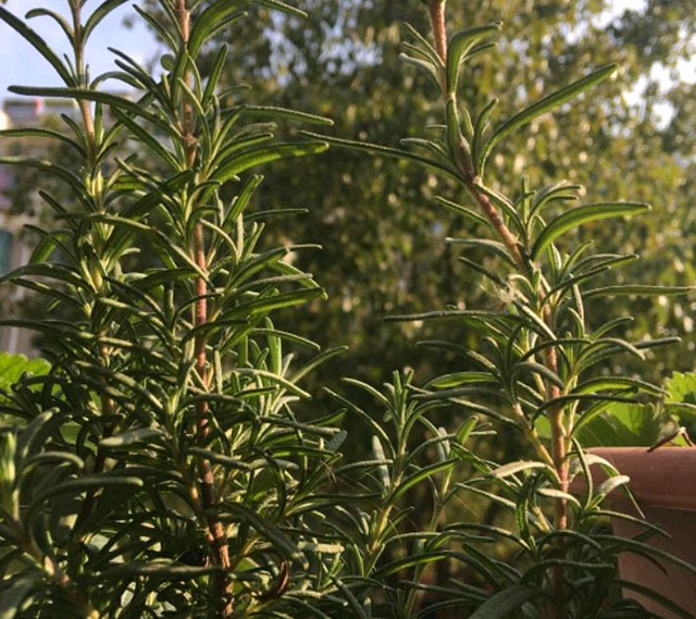 如何让迷迭香从小苗长成小树及枝繁叶茂又芳香的种植技巧