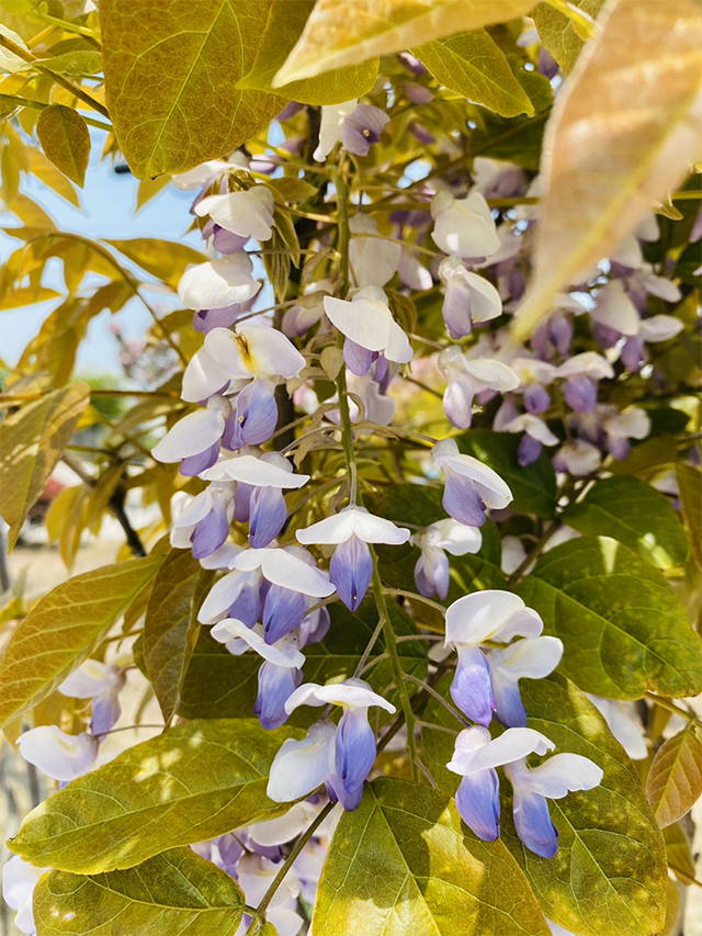  如何让耐盐碱的紫藤花在春天开花又多又香？