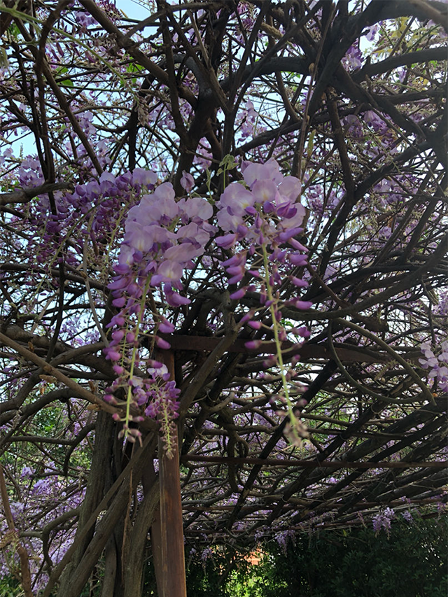  如何让耐盐碱的紫藤花在春天开花又多又香？