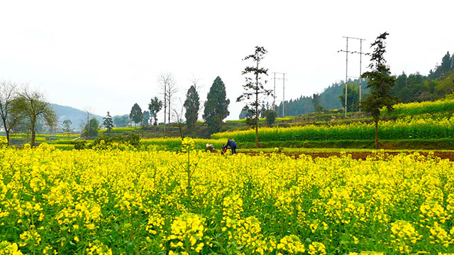 2021最美春天的油菜花