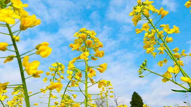 2021最美春天的油菜花