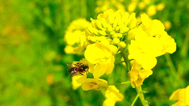 2021最美春天的油菜花