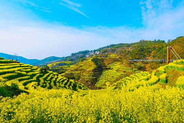 2021最美春天的油菜花