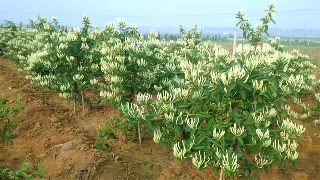 全面金银花种植技术和管理方案