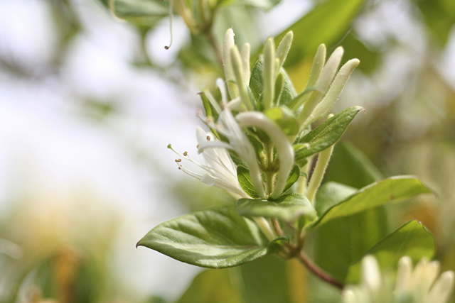 全面金银花种植技术和管理方案