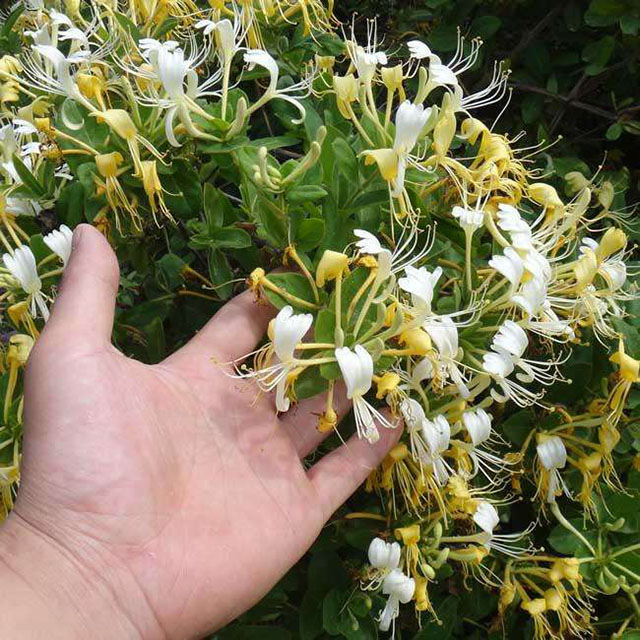 全面金银花种植技术和管理方案