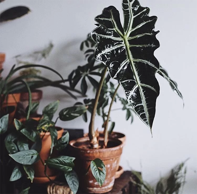 海芋种植方法之一